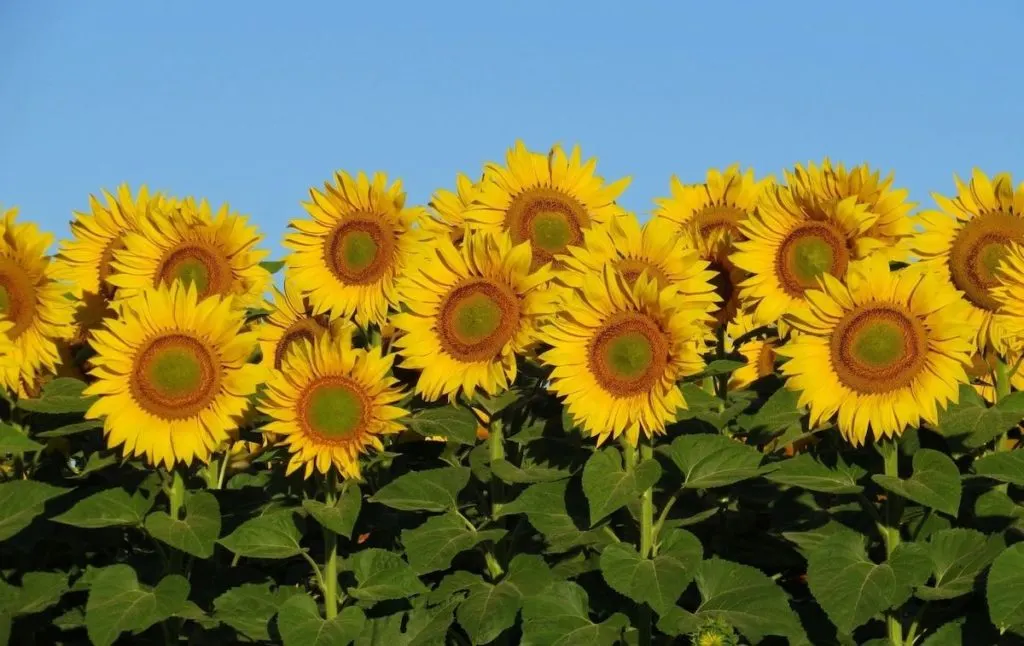 One of the best sunflower fields on Long Island. 