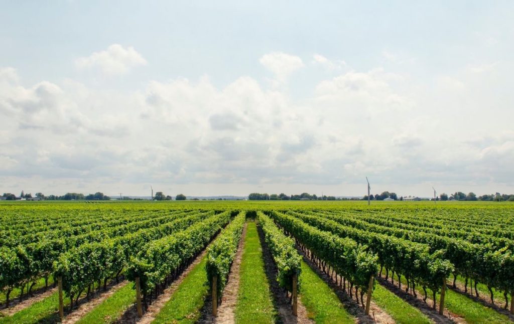 Wine vineyards spread out across Long Island at some of the best wineries in Long Island. 
