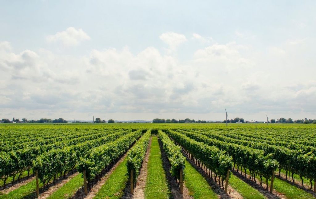 Vast fields of one of the best wineries in the Finger Lakes. 