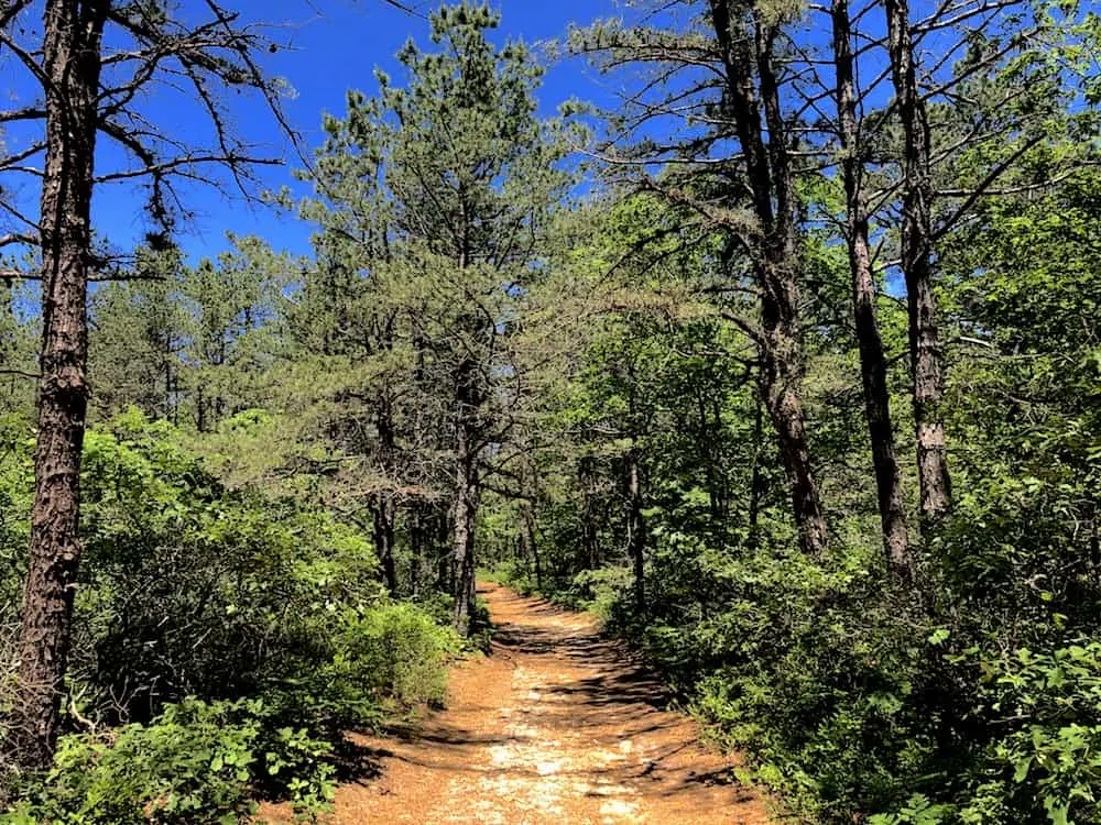 Wooded area along the Brookhaven Trail, one of the best hikes on Long Island. 