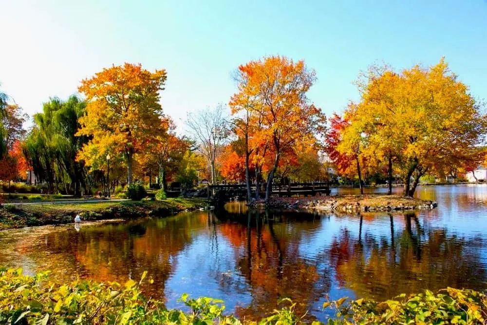 Beautiful fall foliage inside of Heckscher State Park