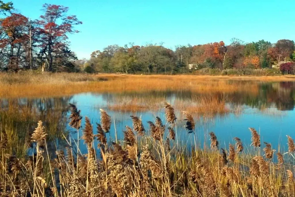 The beautiful wetlands pf the Tackapausha-Preserve are home to some of the best hikes in Long Island. 