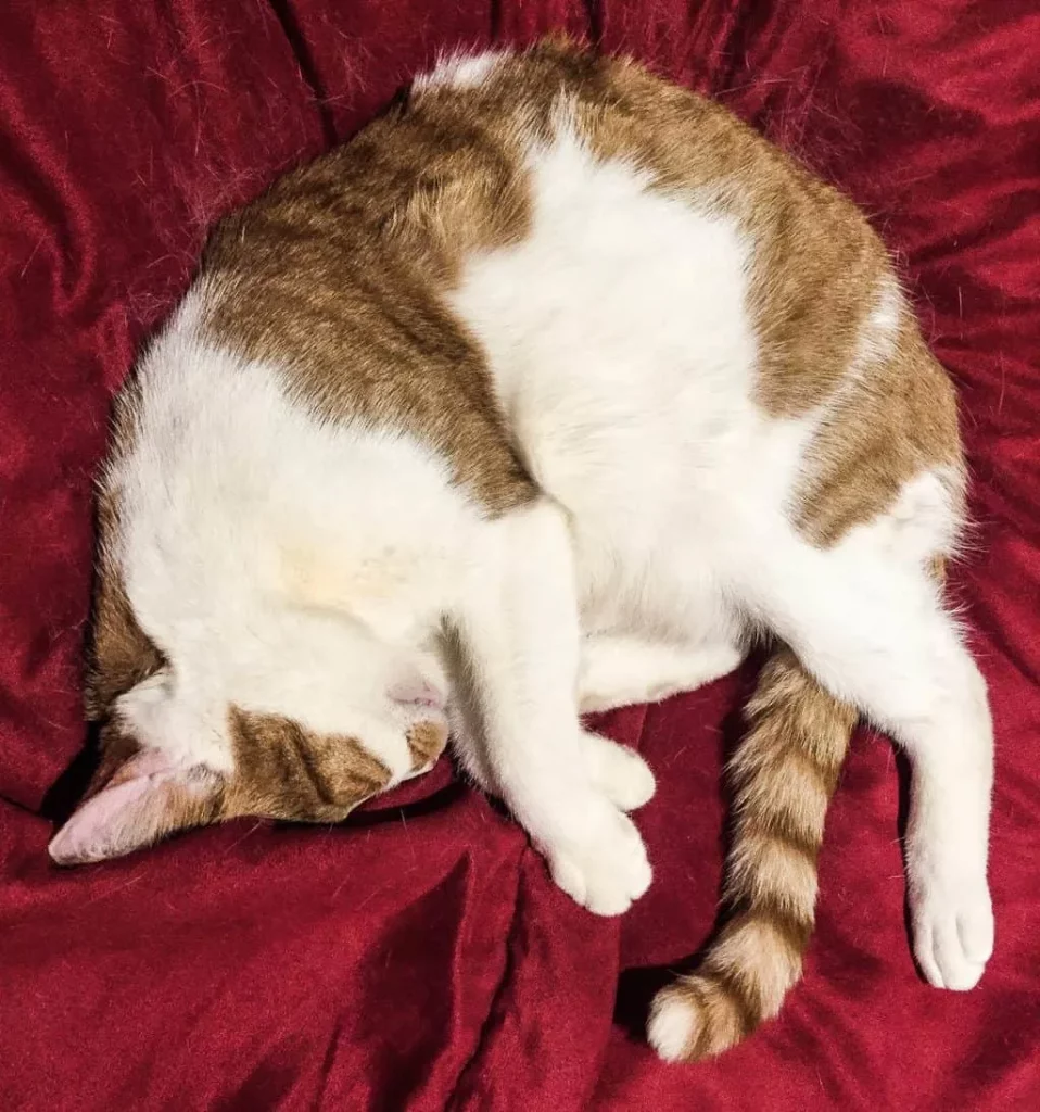 Cat hanging out in a red chair at Meow Parlor, one of the quirky restaurants in NYC. 