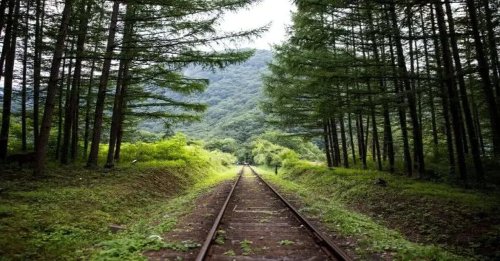 The green trees flanking the train tracks is at the place where the Rail Bike Tour takes place. It is a highly recommended attraction in Lake George.