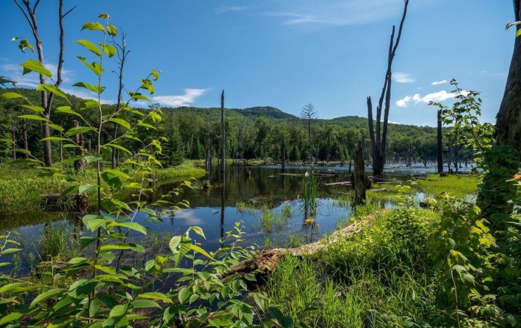 Beaver pond along the Mount Van Hoevenberg trail and one of the scenic spots along this mount marcy hike. 