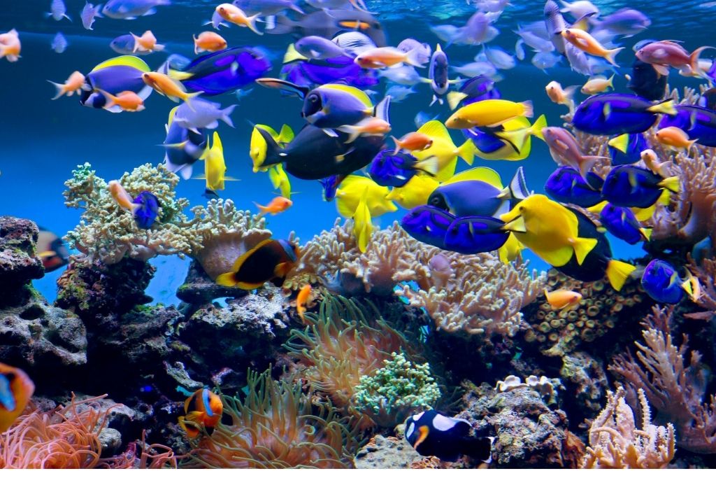 Fish swimming in an aquarium. 
