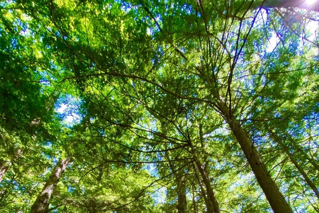 View of the trees in Camp Hero State Park. One of the best things to do in Montauk. 