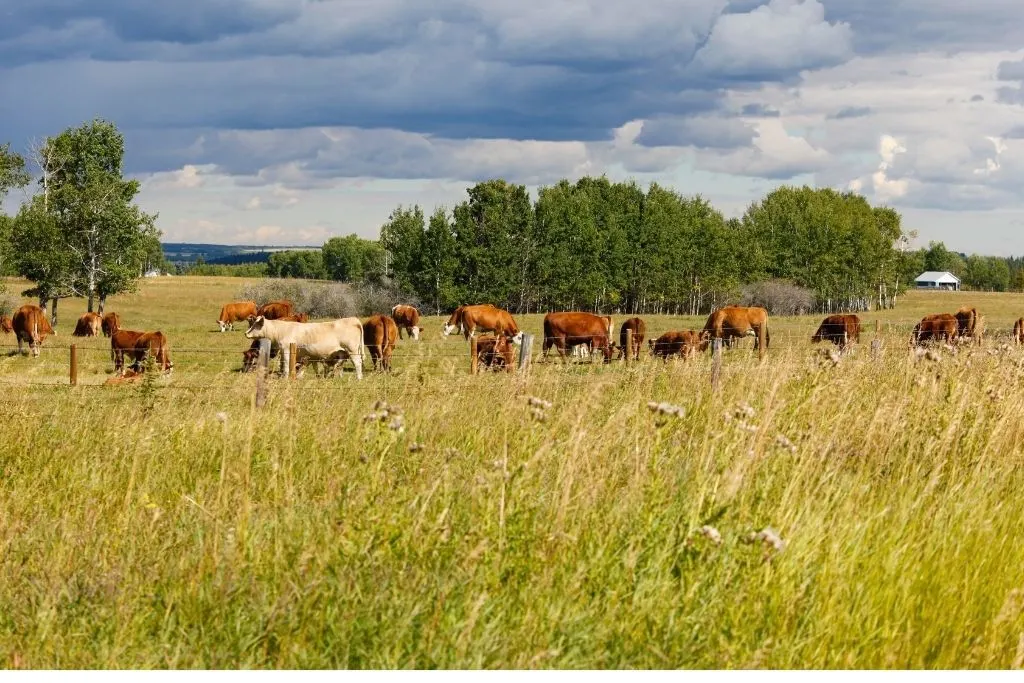 Deep Hollow Cattle Ranch, one fo the best things to do on the Hamptons. 