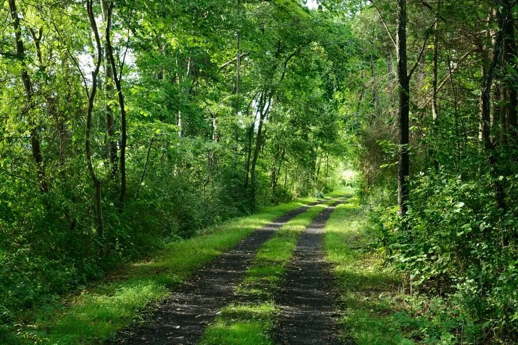 Green forests around the rail trail along one of the best Albany hiking trails. 