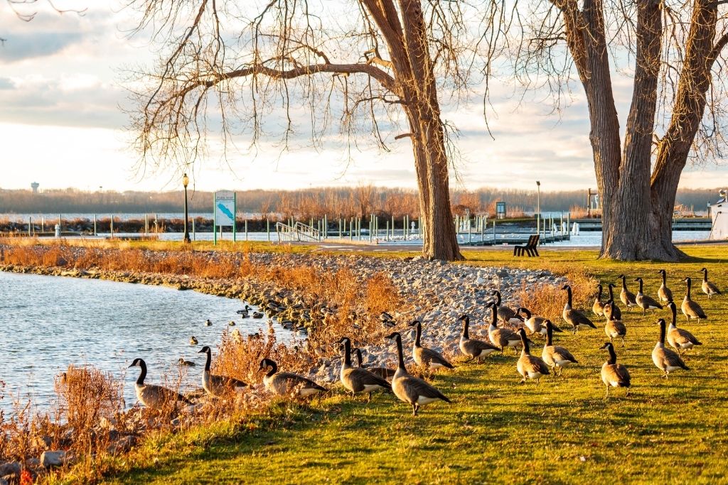 Geese on the shore of Onondaga Lake., home to some of the best hiking near Syracuse NY