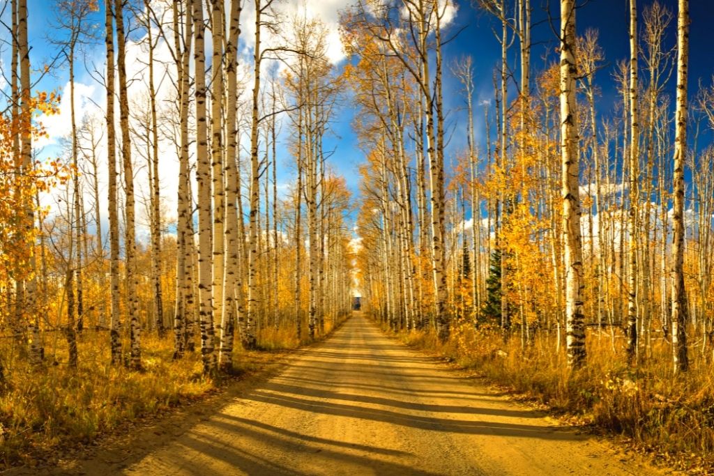 The scenery along some of the best hiking trails Saratoga Springs has. 