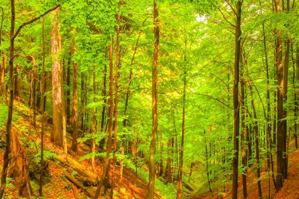 Wooded area along one of the best Albany Hikes