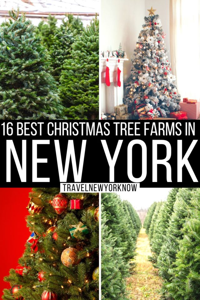 18 Best Christmas Tree Farms in New York State A Local Guide