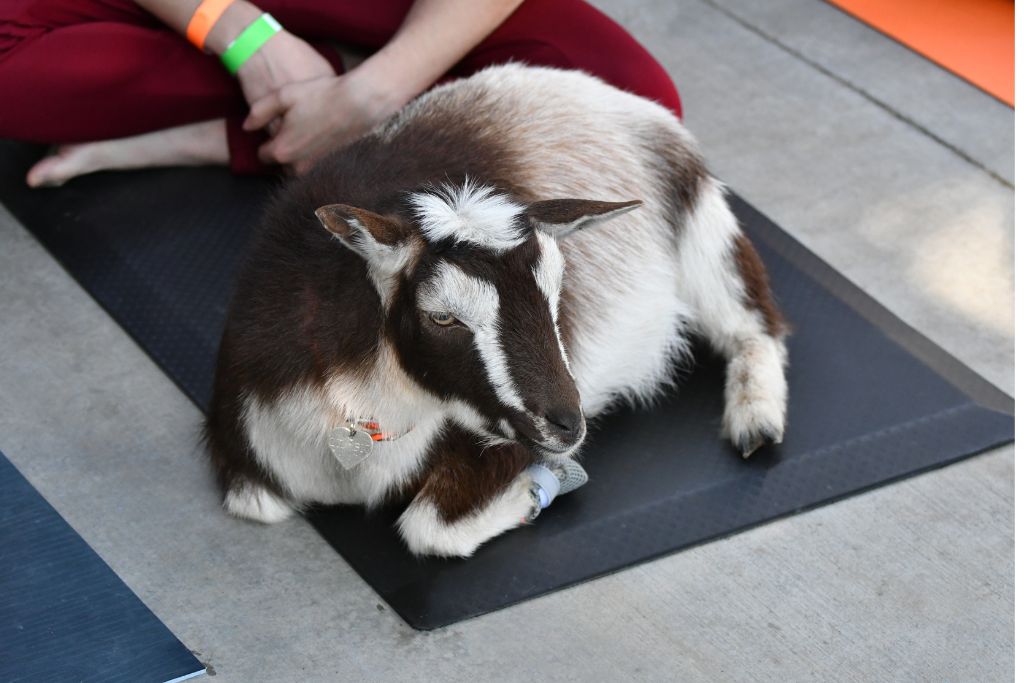 Goat hanging out on a yoga mat after a goat yoga session in Corning. 