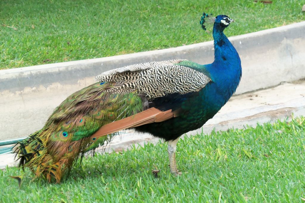 A peacock is standing on the lawn in front of the Forsyth Nature Center in Kingston - an essential part of your Kingston itinerary. 
