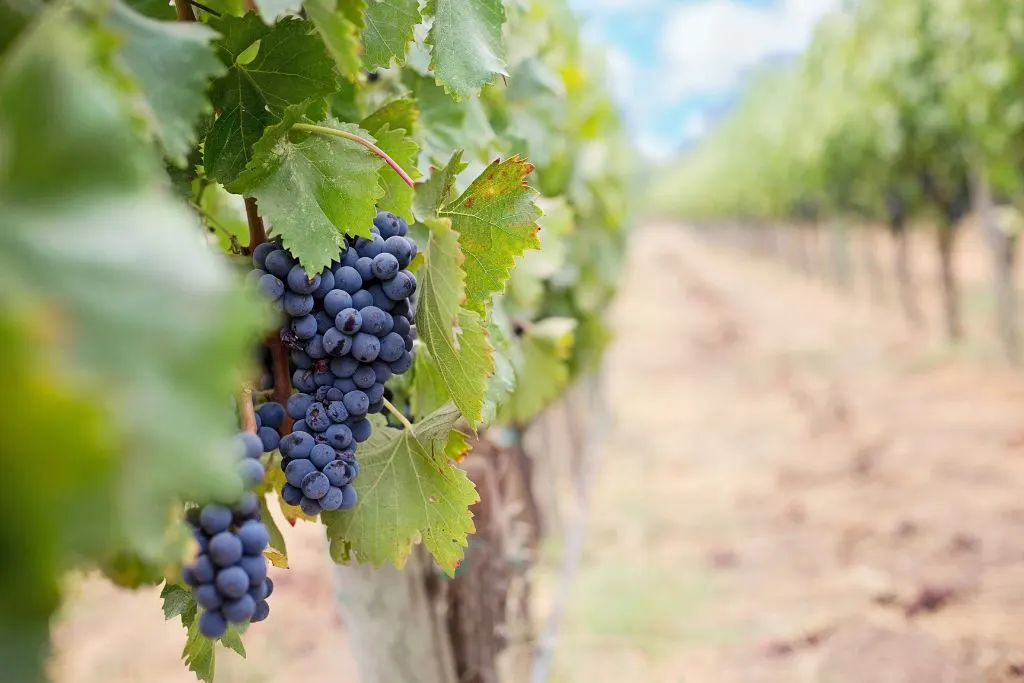 purple grapes on the vine at one of  the best vineyards in New York. 