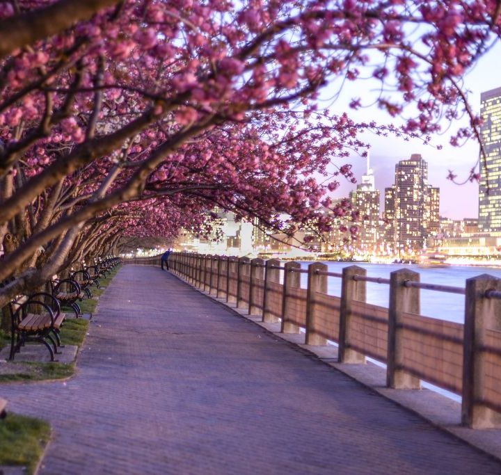 A view of the beautiful pink blossoms on the Cherry Blossom trees in NYC.
