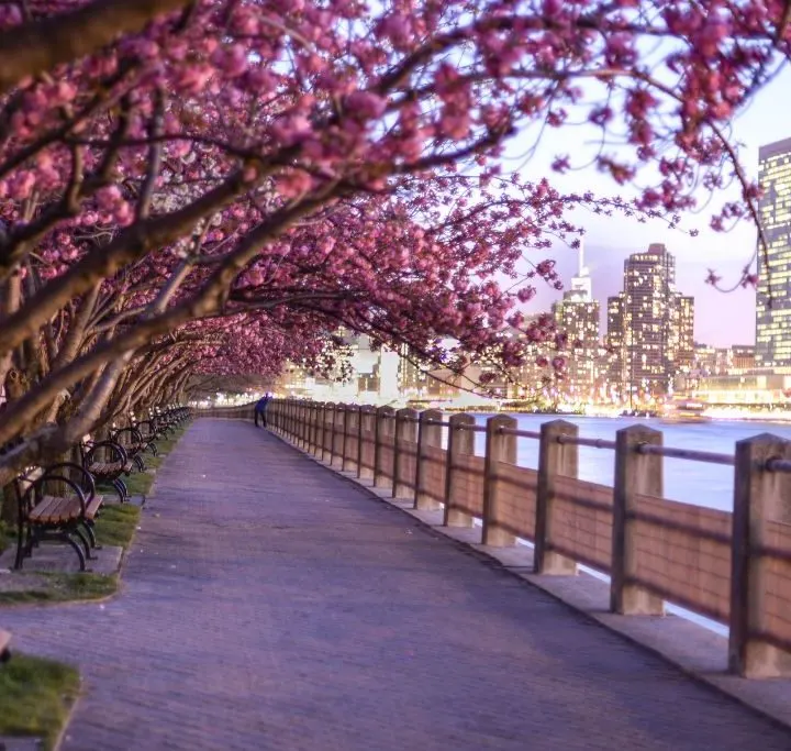 A view of the beautiful pink blossoms on the Cherry Blossom trees in NYC.