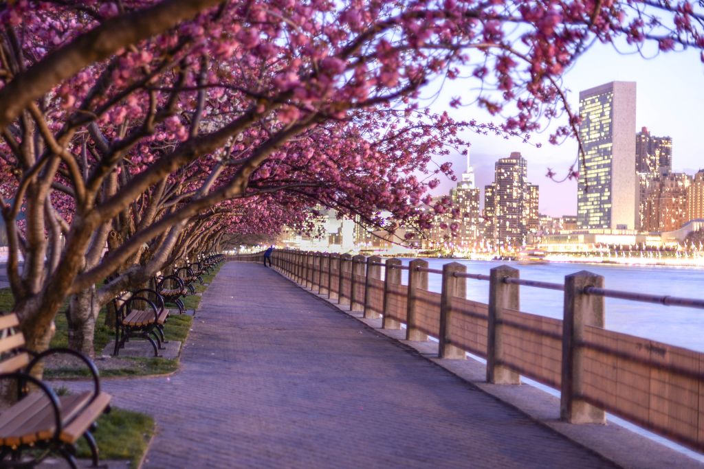 Cherry blossoms lining the walkways in NYC when you visit New York in April. 
