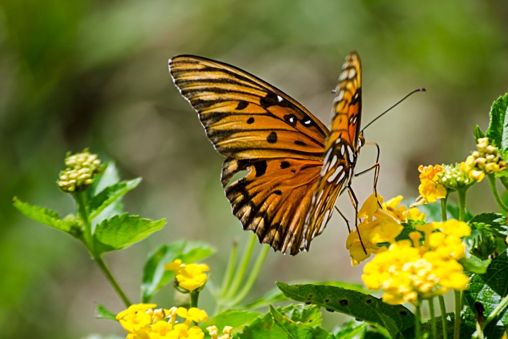 Butterfly sitting on a yellow flower. 