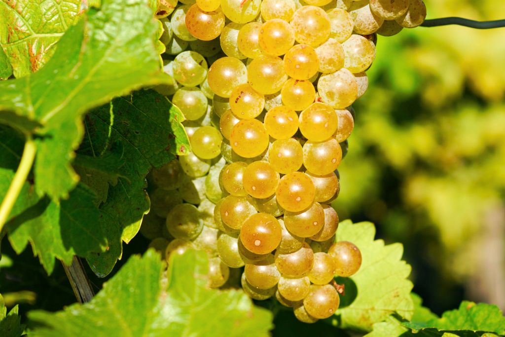 A tall and slender bunch of light green wine grapes growing on the vine with green leaves in the background at one of the best Cayuga Lake wineries.