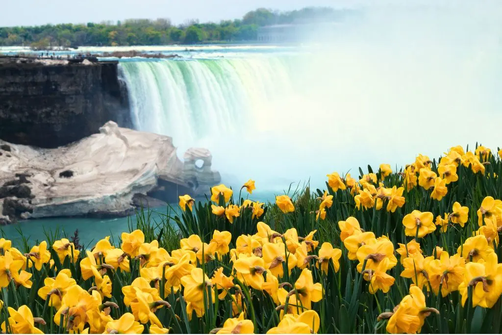 Yellow flowers surrounding Niagara Falls in the spring as you decide what to wear in Niagara Falls. 