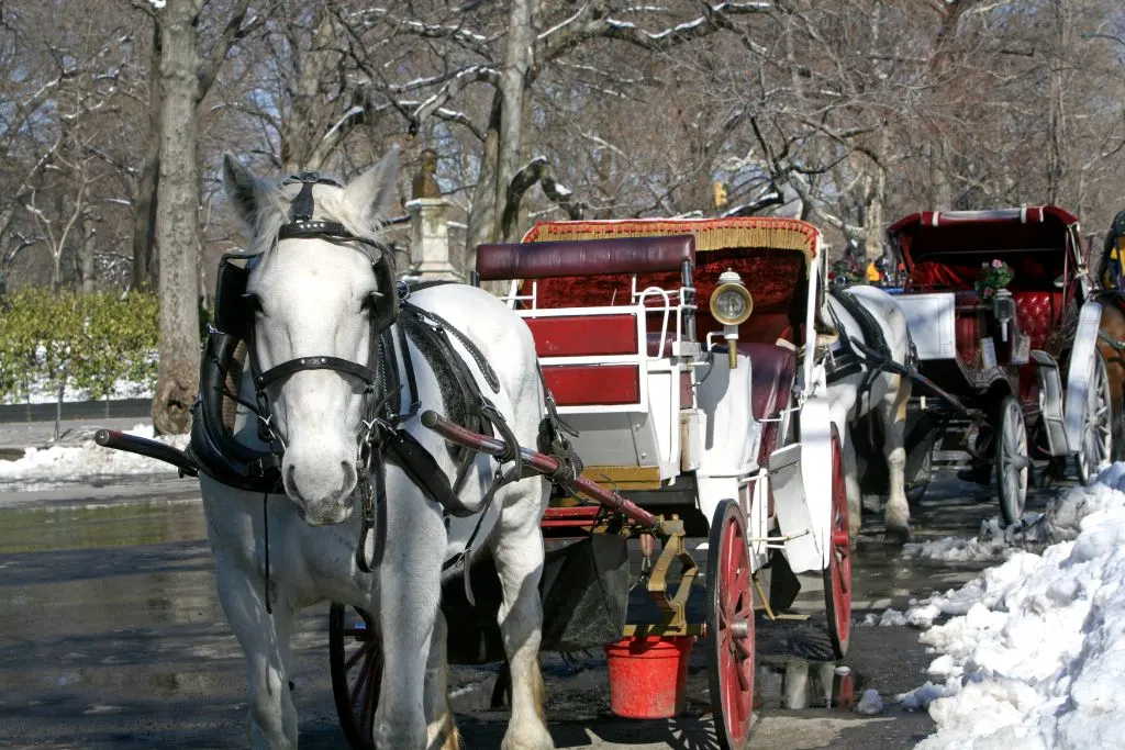 Carriage drawn by a white horse through Central Park in the winter. 