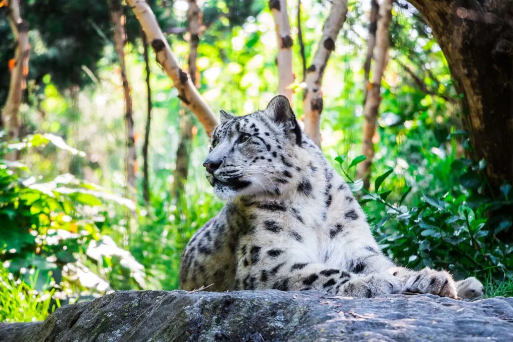 Snow Leopard at Central Park Zoo