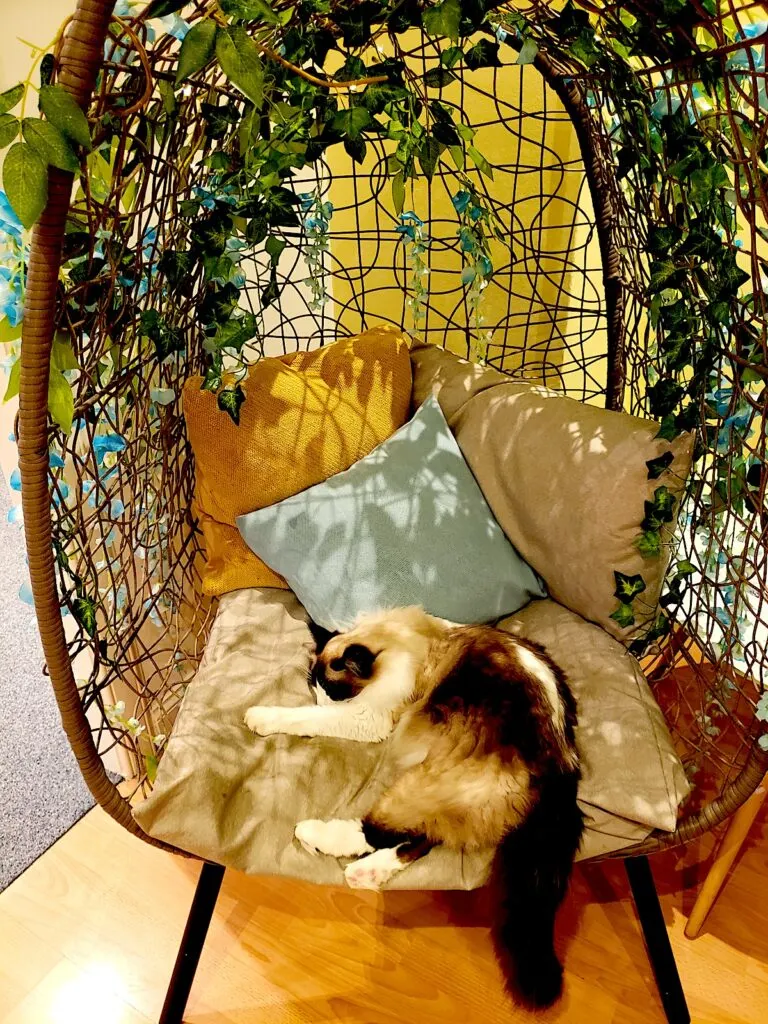 A siamese cat sitting on a whicker chair with white and blue and yellow pillows. The chair has a tallw hicker back and is covered in ivy at one of the fun restaurants in New York City for kids. 